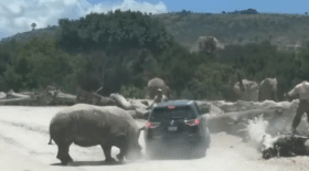 un rhinocéros attaque une voiture