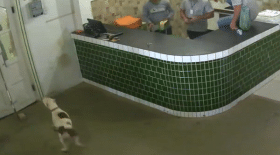 Des ouvriers s'enfuient en voyant arriver un Pittbull