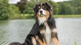 Abandon : son chien n'est plus "une peluche"