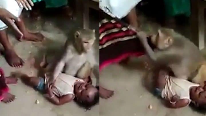 singe kidnappeur violent