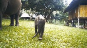 Suki petit éléphant qui fait des clans aux touristes