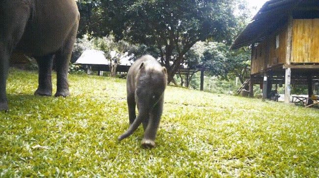 Suki un petit éléphant trop mignon