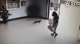 Trois chiens se prennent successivement une porte vitrée en pleine tête