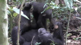 Une chimpanzé joue à faire l'avion avec un bébé ! VIDEO