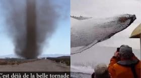zap insolite