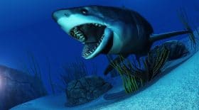 requin-plongeurs-grand-blanc-satan-images-predateur