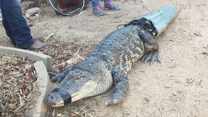 alligator sans queue prothèse 3D