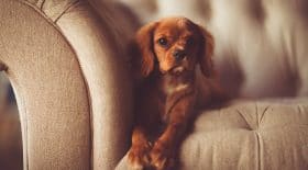 Animal de compagnie et bonheur