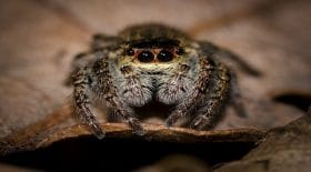 les araignées rentreraient dans les maisons à 19h35