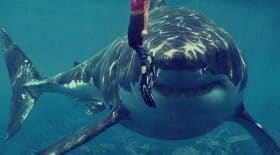 attaque de requin - surfeur - vide de son sang