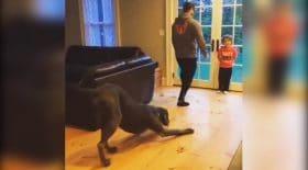 ce chien imite son maitre