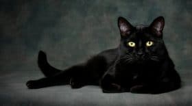 Chat retrouvé dix ans après