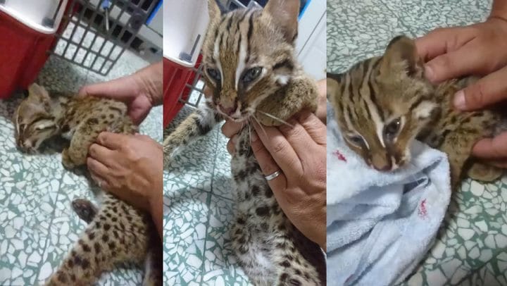 chat-léopard policier massage cardiaque