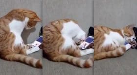 chat qui pleure fake news buzz