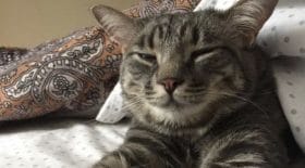 L'historie de ce chat est terrible
