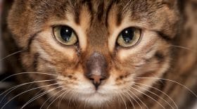 il assassine un chat avec une pelle