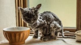 chatte abandonnée métamorphosée