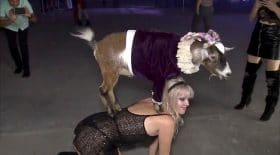 chèvres naines en soirée
