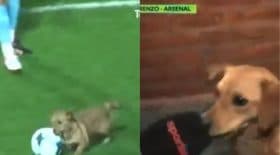 interview d'un chien joueur de foot à la télé argentine