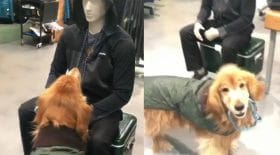 chien laisse sporty mannequin en plastique