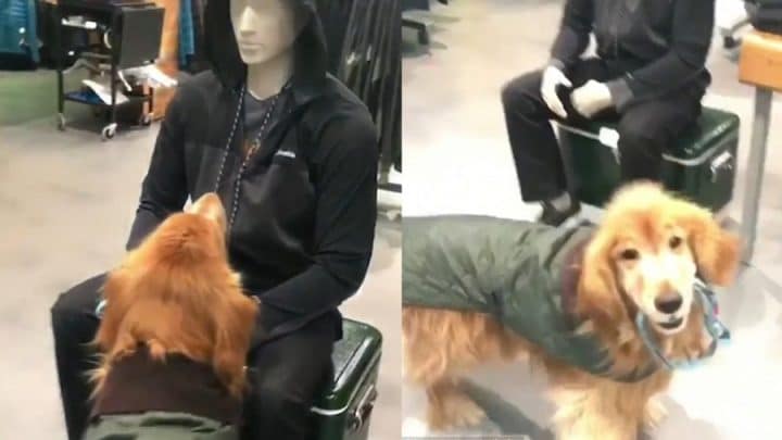 chien laisse sporty mannequin en plastique