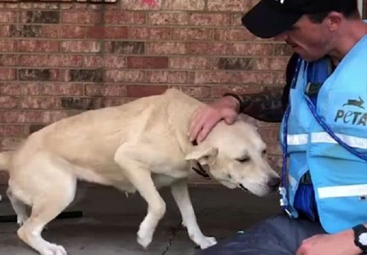 chien-sauveur-ouragan-florence-PETA-bonheur