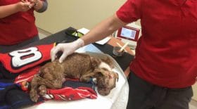 Un chien est à deux doigts de mourir. Janine Guido prend les choses en main