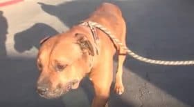 ce chien comprend qu'il a été abandonné