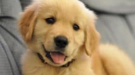 application chien adoption