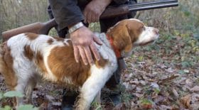 un chien abattu par un chasseur