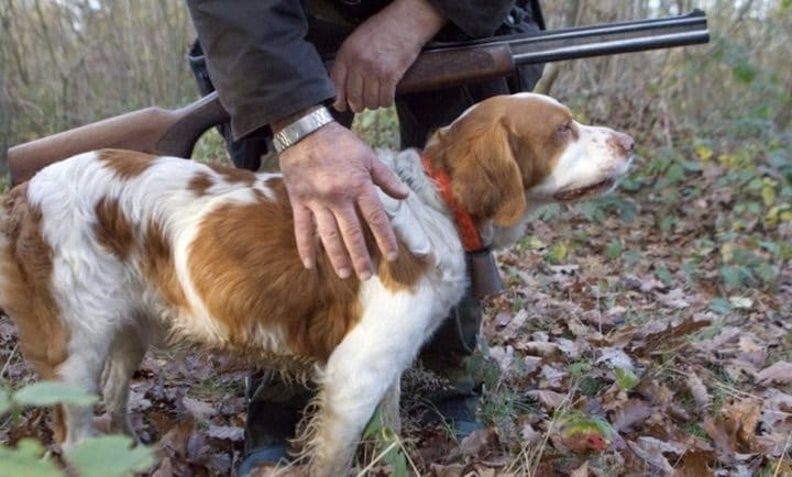 un chien abattu par un chasseur