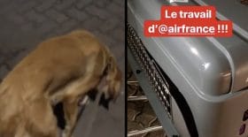 chienne maltraitée par air France