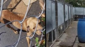 une chienne squelettique sauvée avec ses 9 chiots