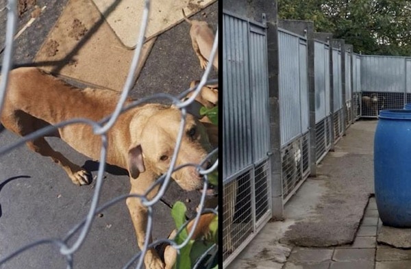 une chienne squelettique sauvée avec ses 9 chiots