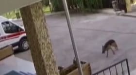 chien seul urgence