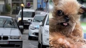 Il jette un chien par la fenêtre de sa voiture