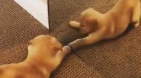 chiot joue avec lui-même