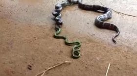 cannibale serpent mange ophiophage