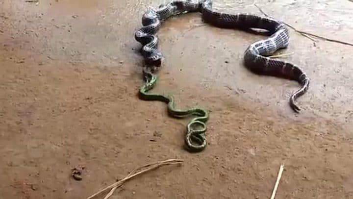 cannibale serpent mange ophiophage