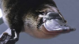 Caractéristiques de l'ornithorynque