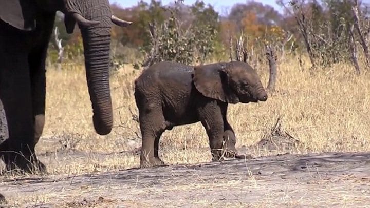 éléphanteau sans trompe parc national kruger