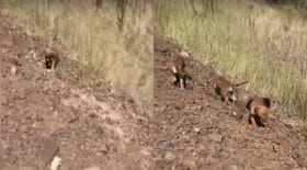 Un automobiliste voit un groupe de chiots