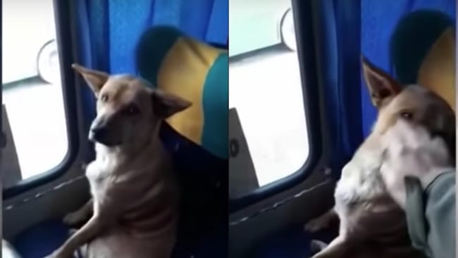 Un chien entre dans un bus comme un humain