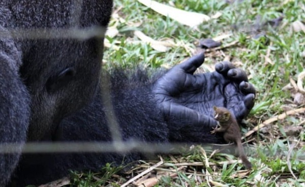 Un gorille joue avec un galago