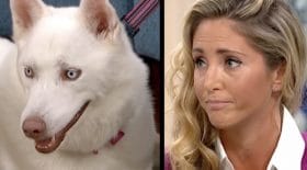 chien végétarien