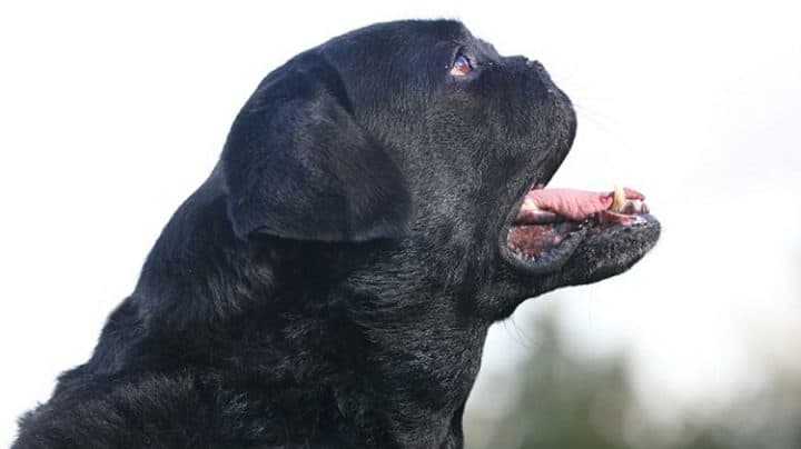 chien sans nez labrador ressemble carlin