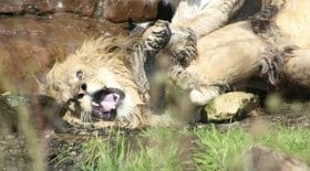 Un lion se fait agresser par des lionnes