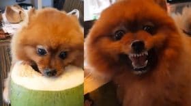 spitz nain loulou de poméranie noix de coco