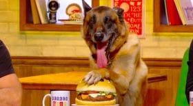 Alain Chabat présente un chien en tant que candidat du Burger Quiz