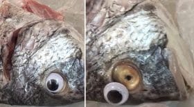 poissons poissonnier yeux en plastique